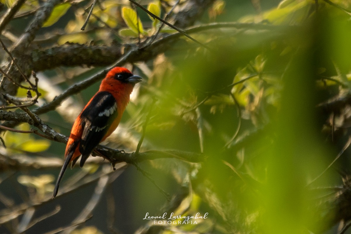 White-winged Tanager - ML638427462