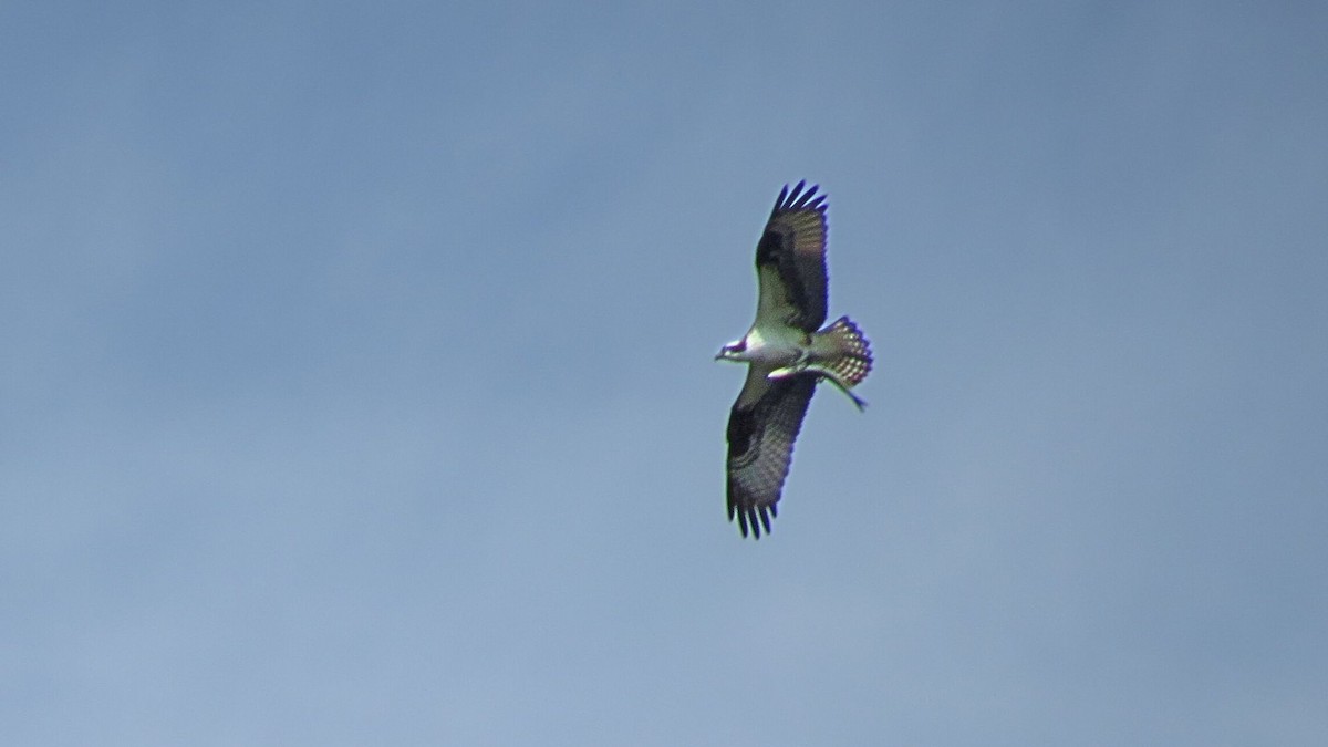 Águila Pescadora - ML638427481