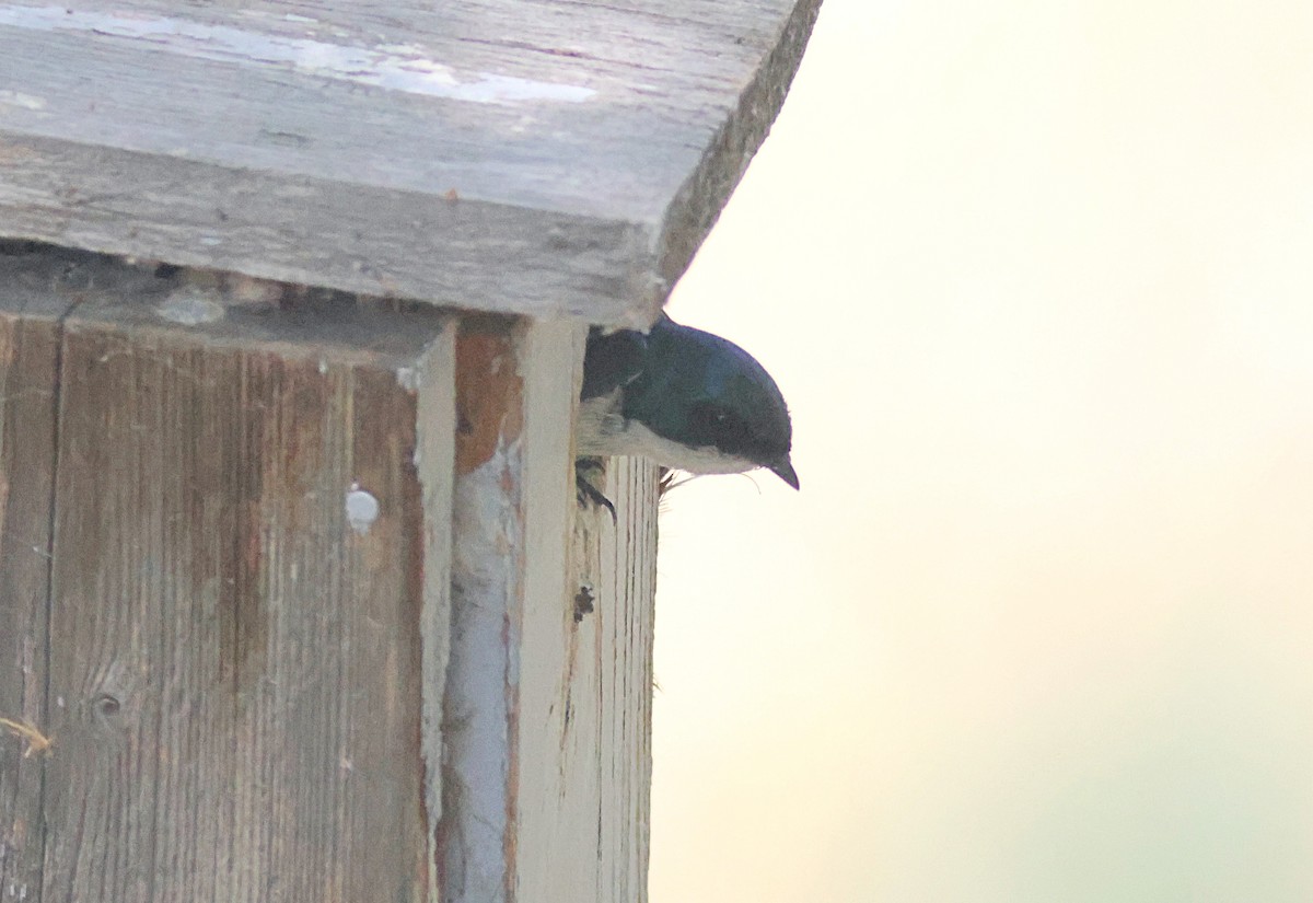 Tree Swallow - ML638427483