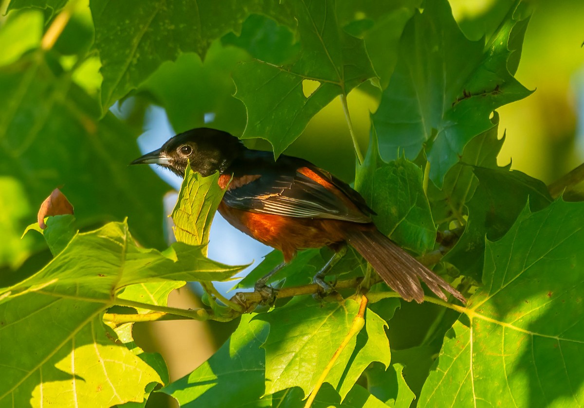 Orchard Oriole - ML638427502