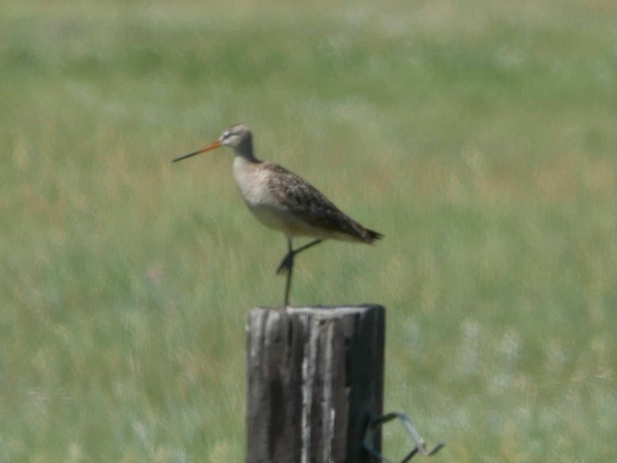 Marbled Godwit - ML638427552