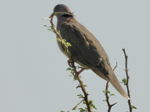 Mourning Collared-Dove - ML638427556