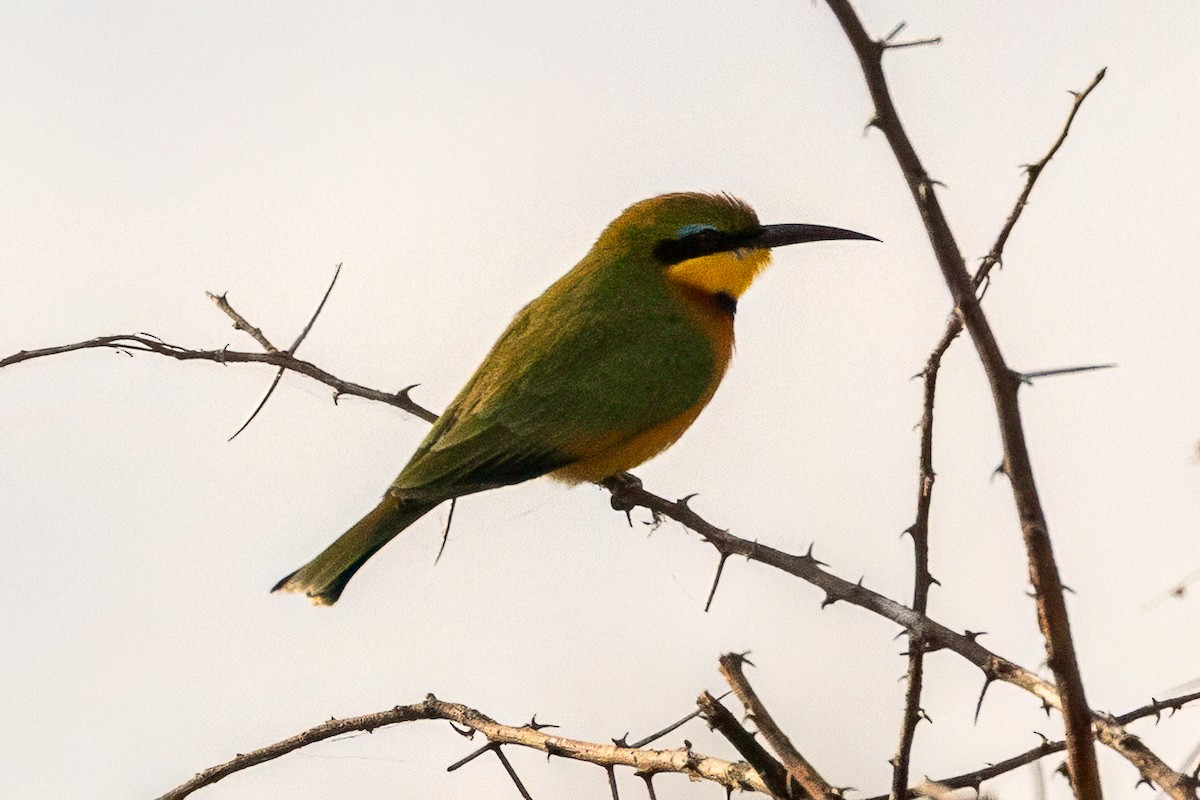 Little Bee-eater - ML638427557