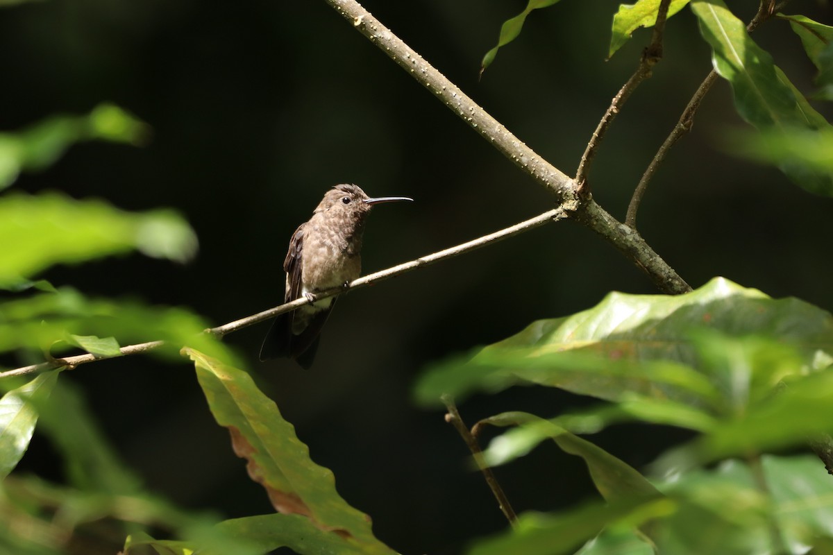 Steely-vented Hummingbird - ML638427581