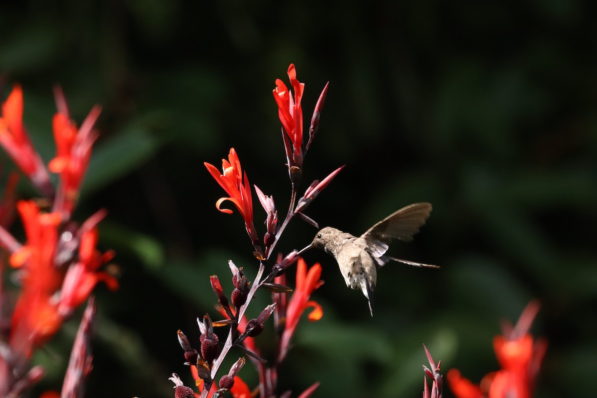Steely-vented Hummingbird - ML638427582