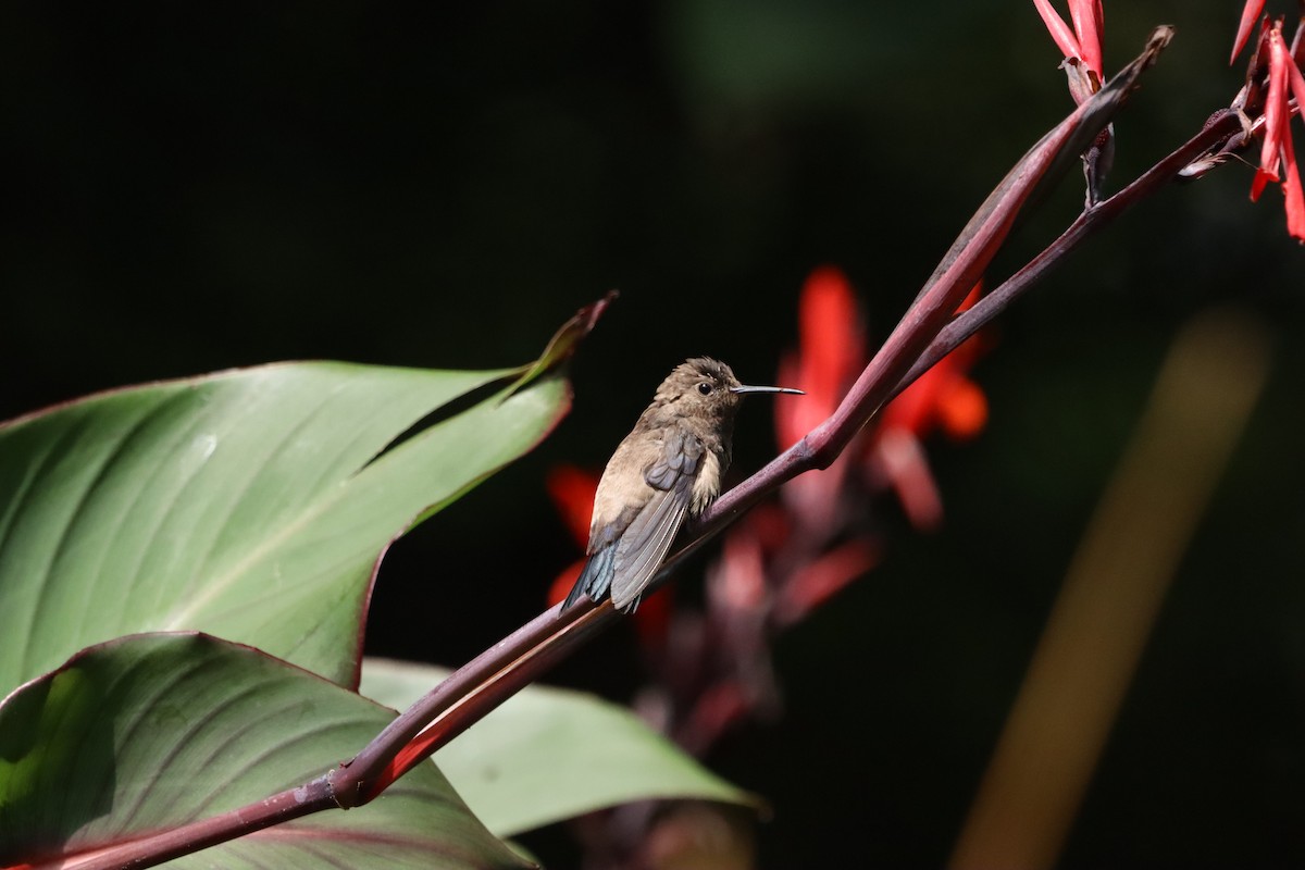 Steely-vented Hummingbird - ML638427583