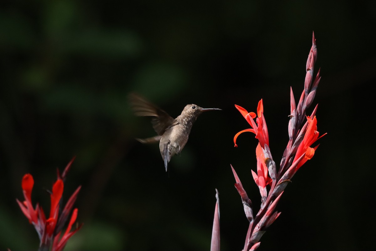 Steely-vented Hummingbird - ML638427584
