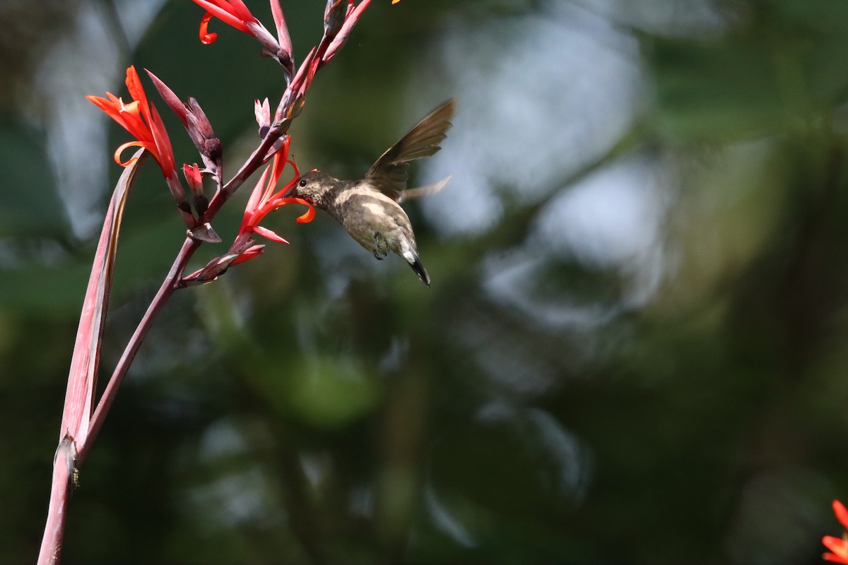Steely-vented Hummingbird - ML638427585