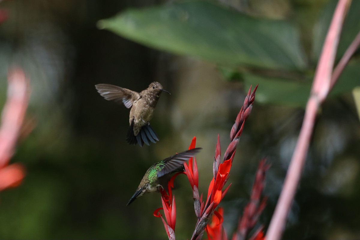 Steely-vented Hummingbird - ML638427586