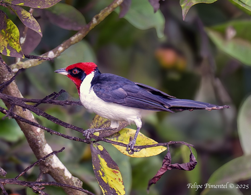 Masked Cardinal - ML638427600