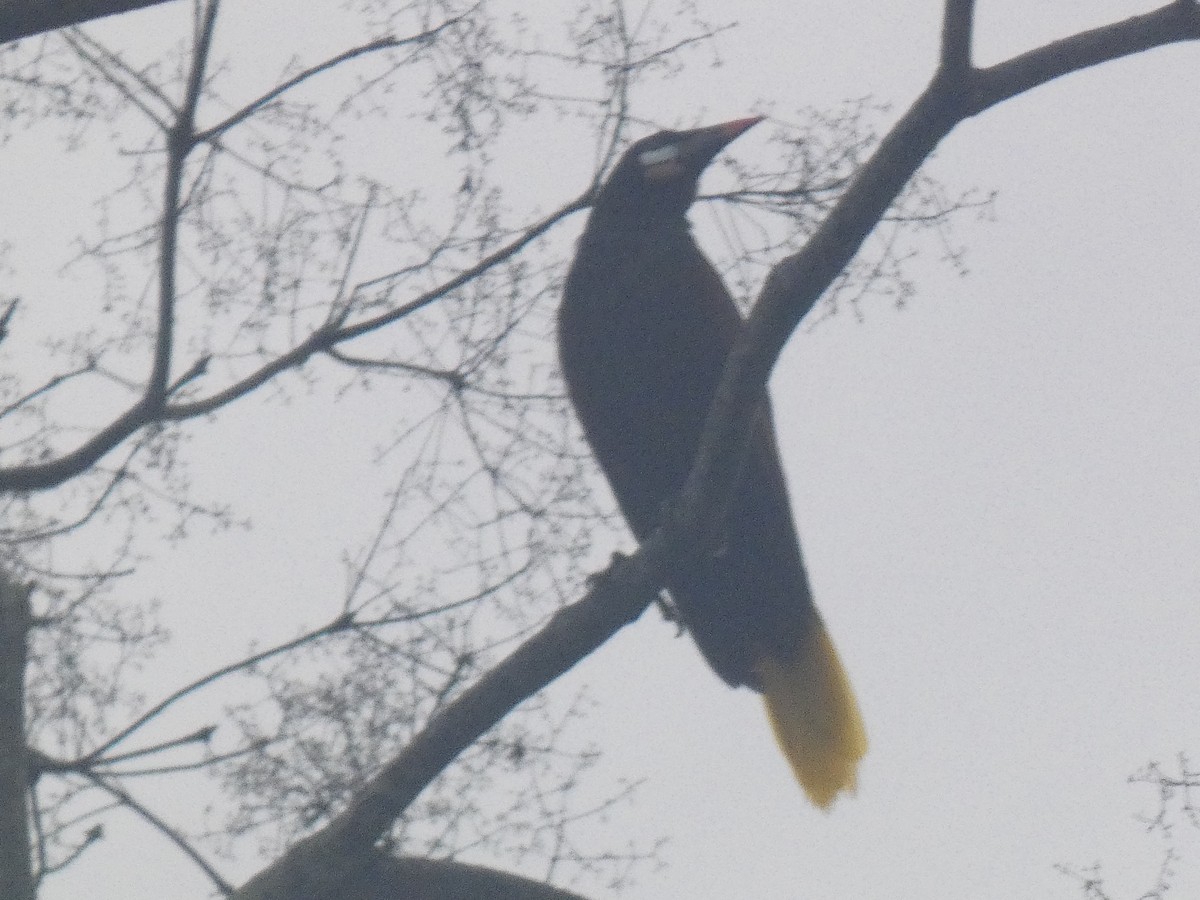 Montezuma Oropendola - ML638427620