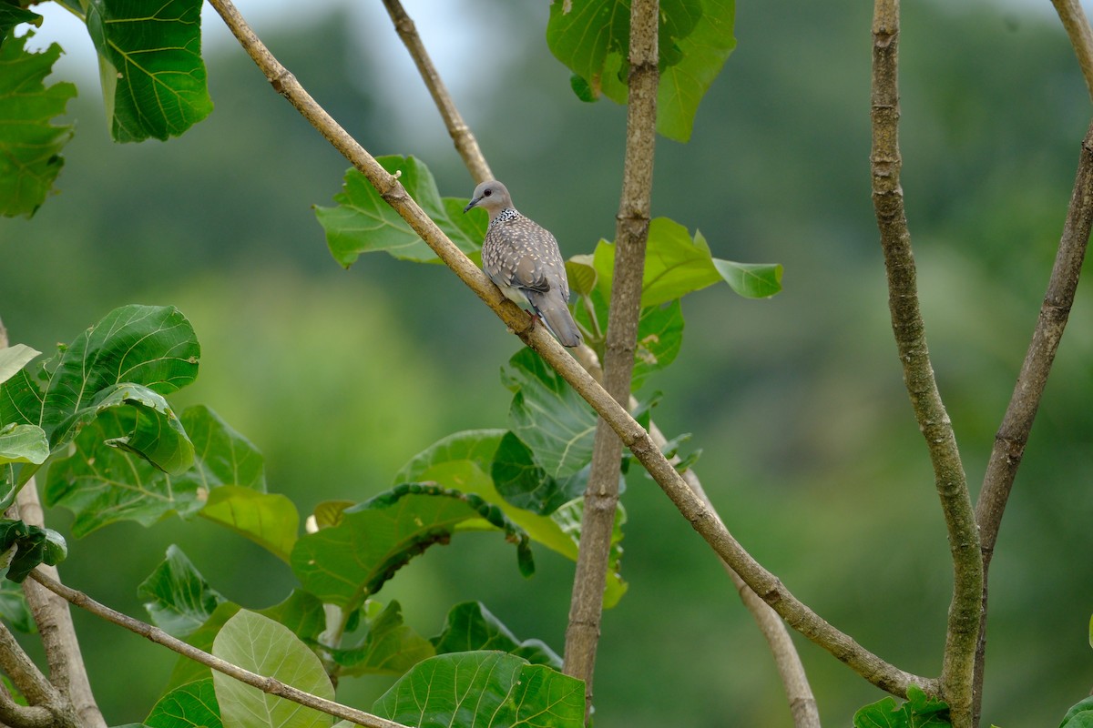Spotted Dove - ML638427621