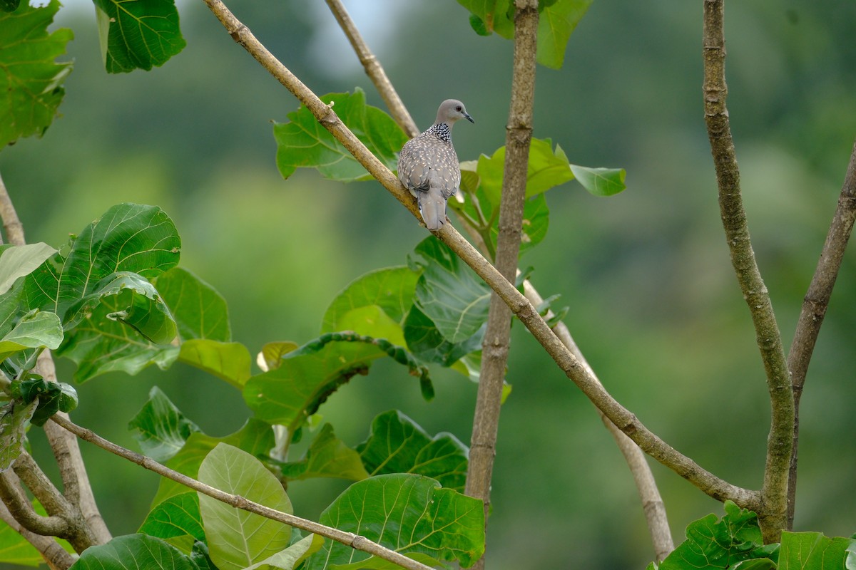 Spotted Dove - ML638427622