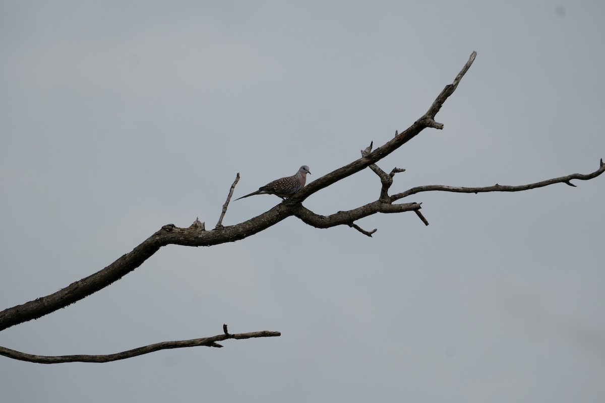 Spotted Dove - ML638427626