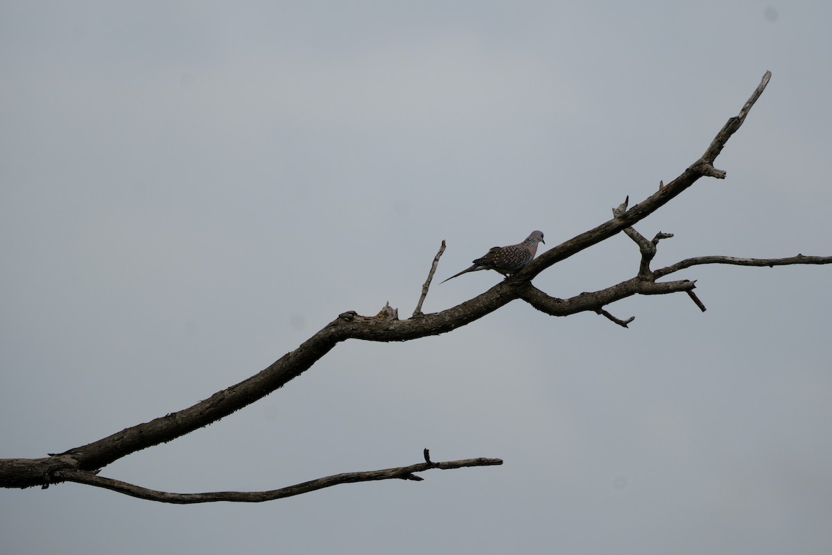 Spotted Dove - ML638427627