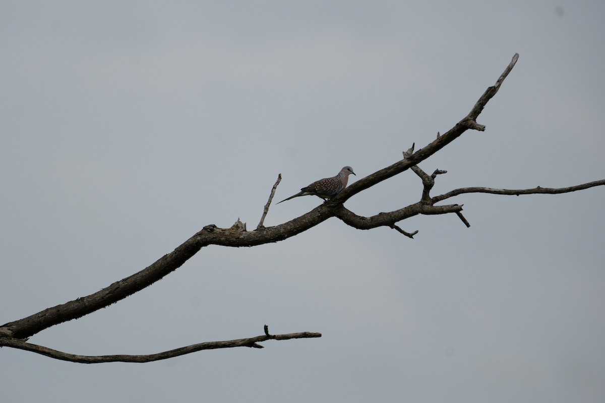 Spotted Dove - ML638427628