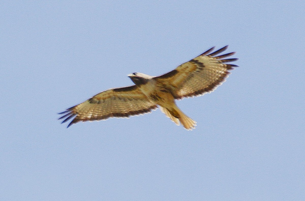 アカオノスリ - ML638427658