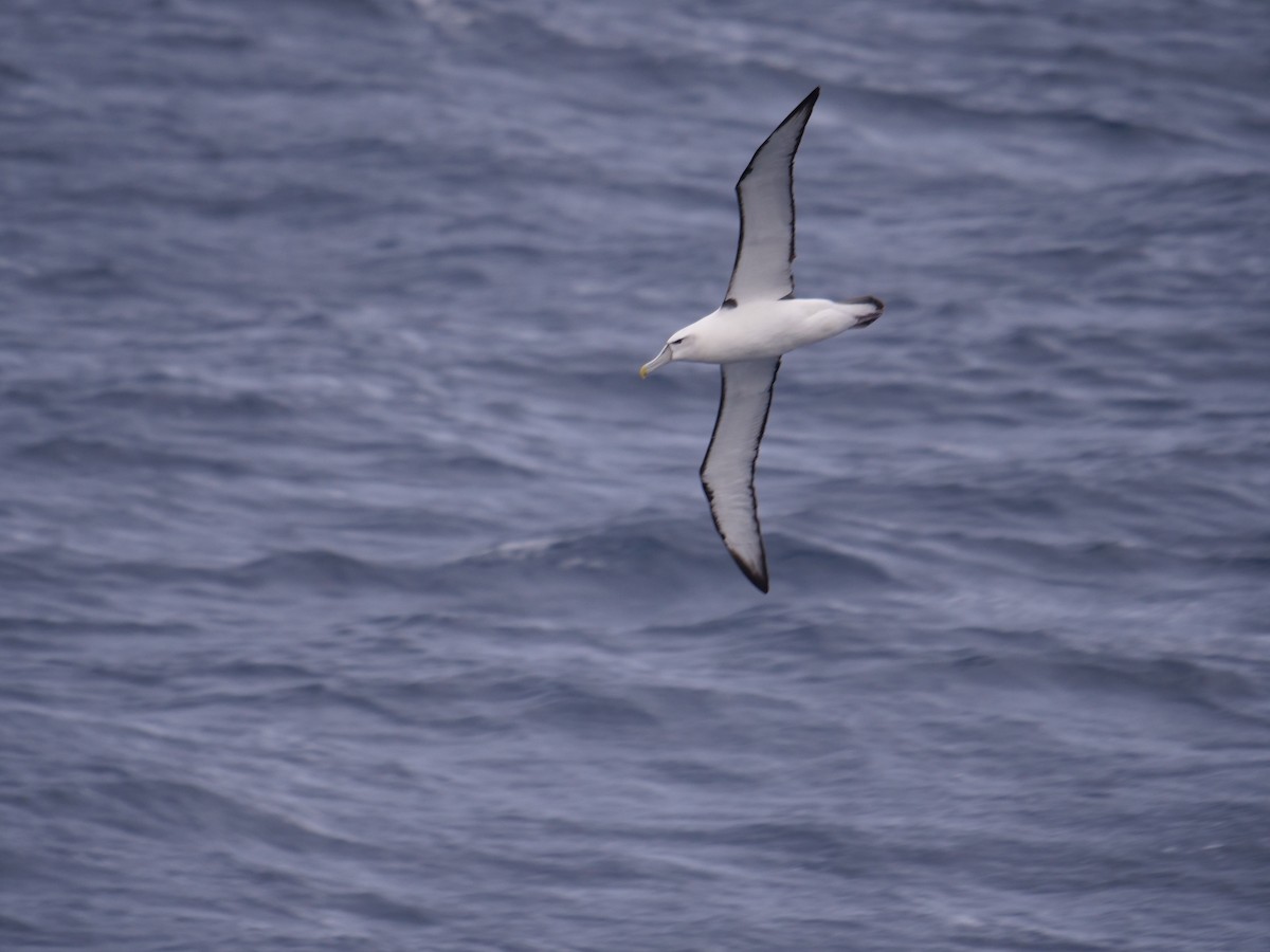 White-capped Albatross - ML638427807