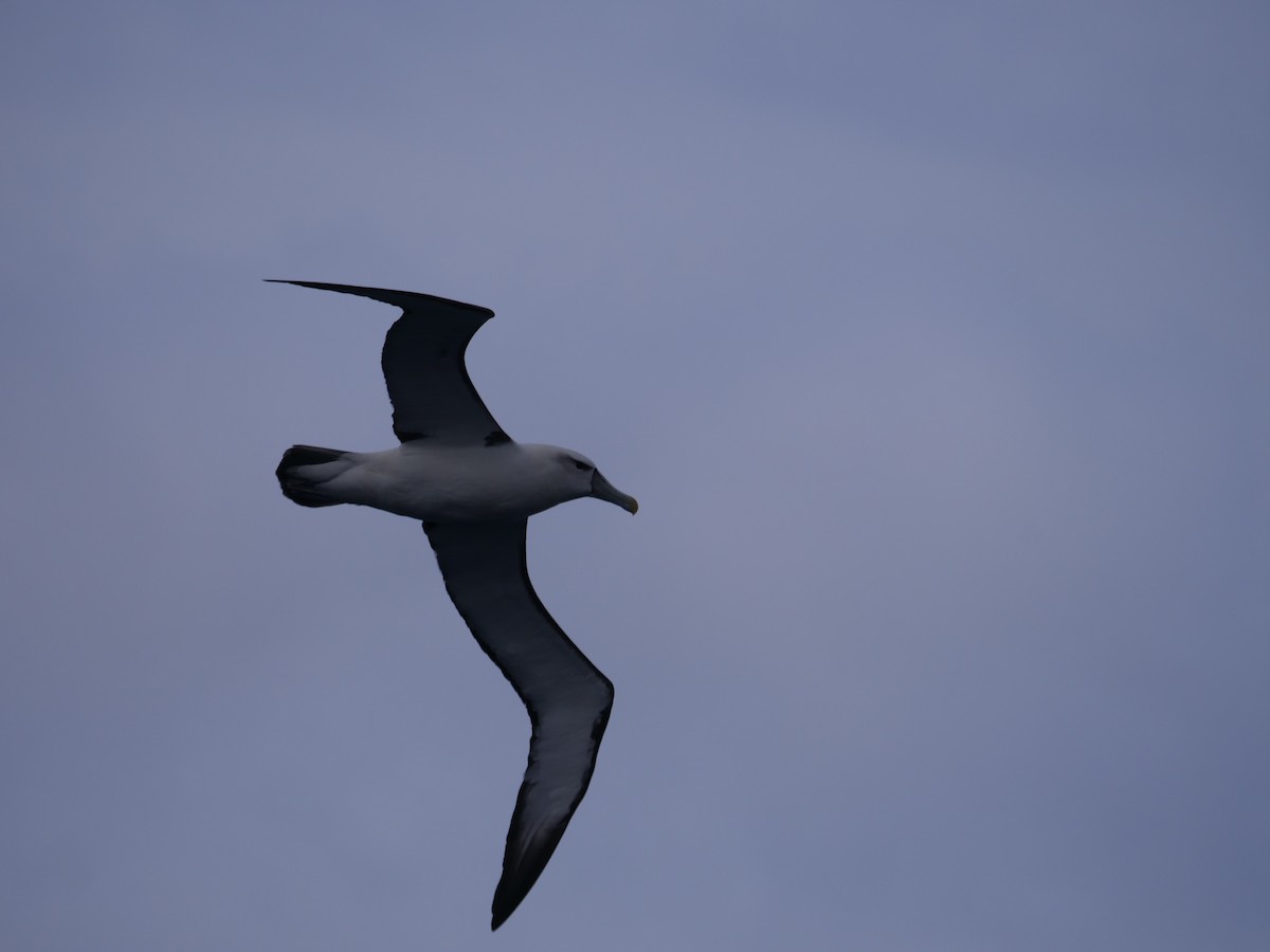 White-capped Albatross - ML638427809