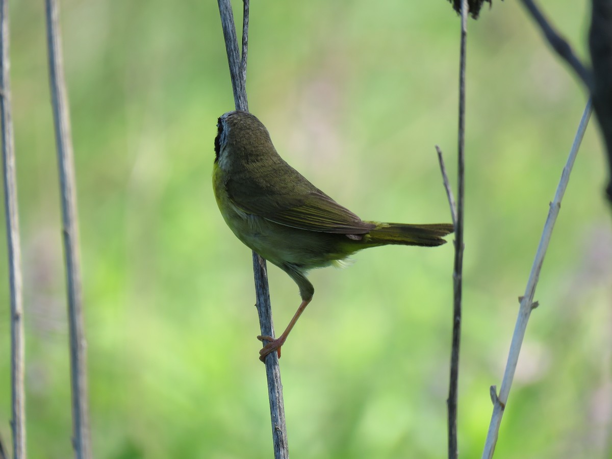 Common Yellowthroat - ML638427811