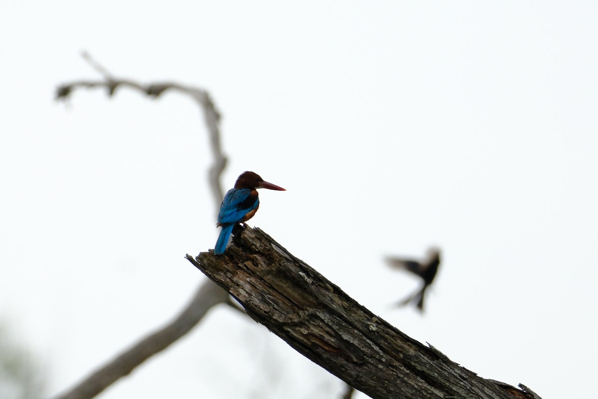 White-throated Kingfisher - ML638427814