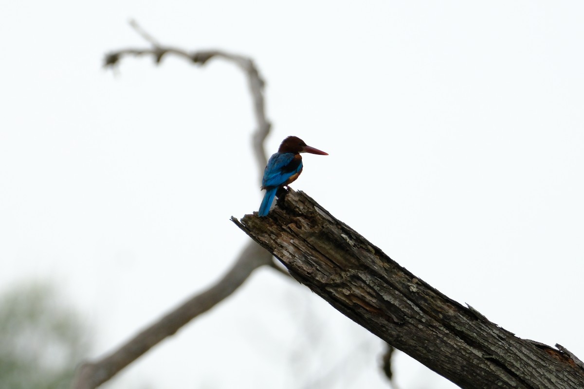 White-throated Kingfisher - ML638427817