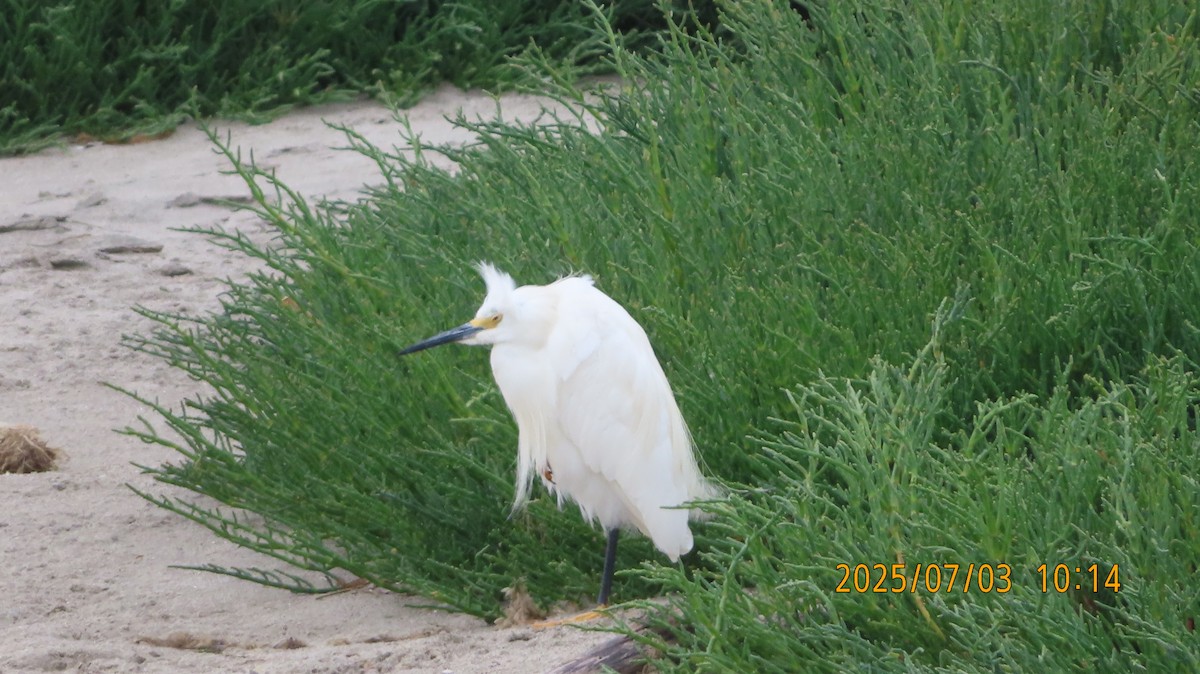 Snowy Egret - ML638427820