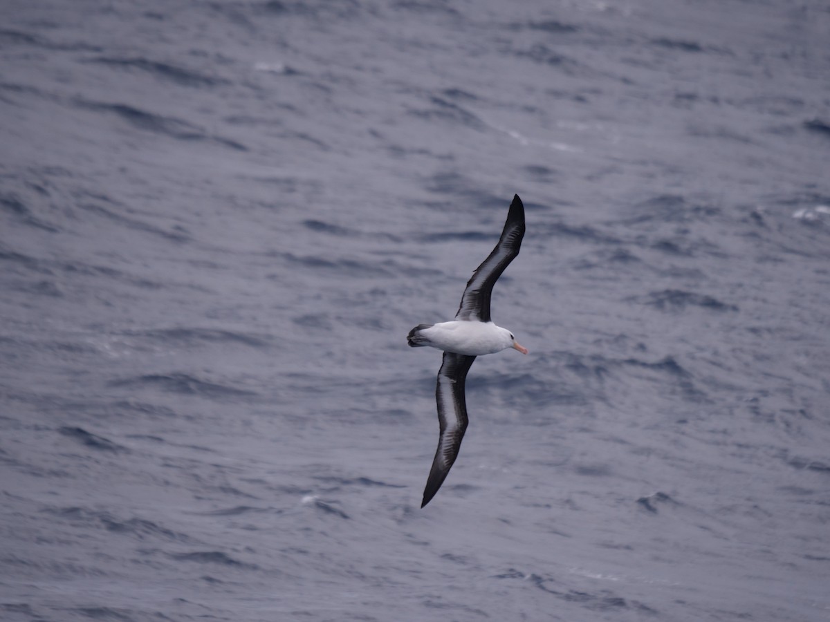 Albatros bekainduna - ML638427821