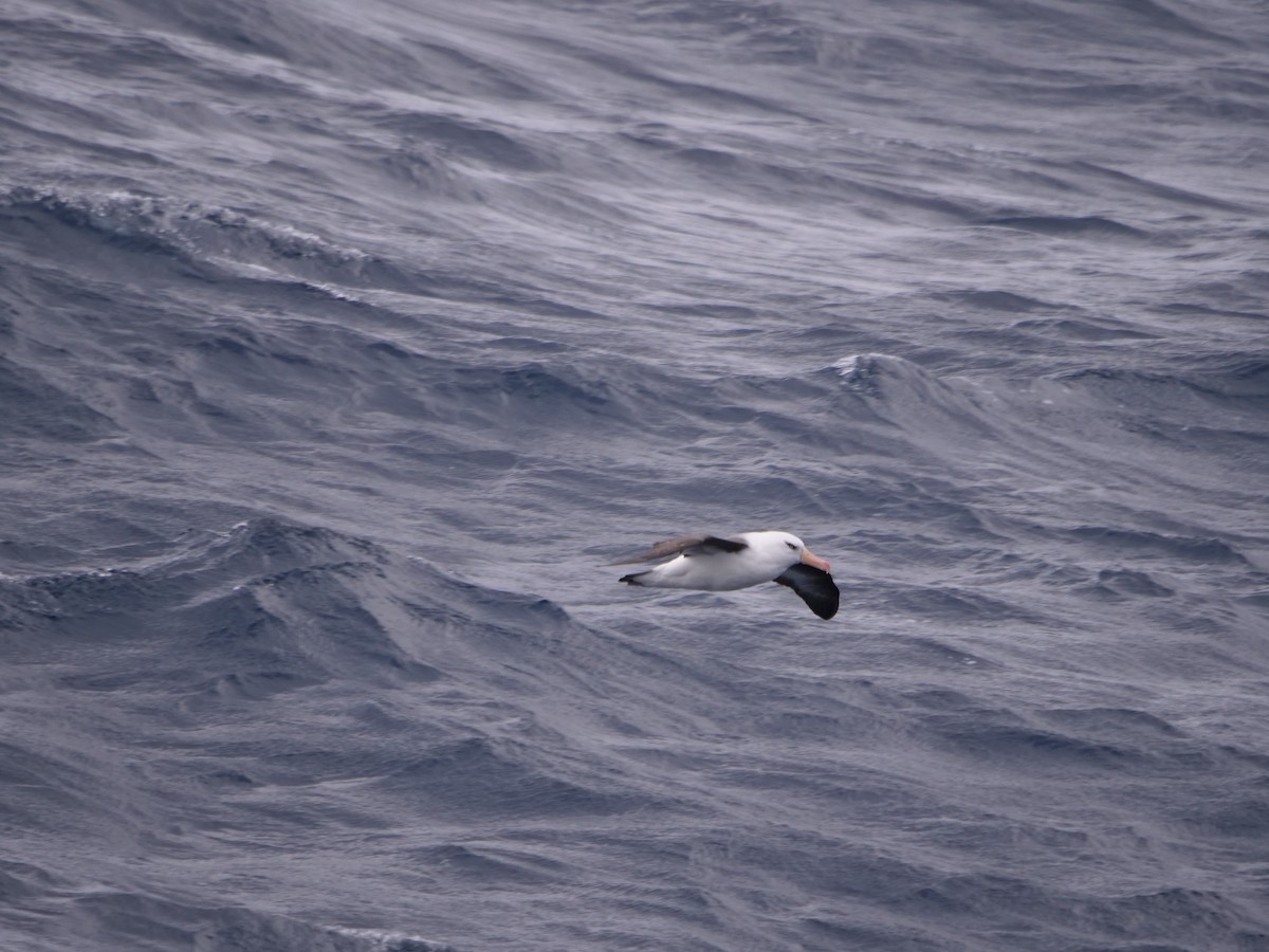 Albatros bekainduna - ML638427822