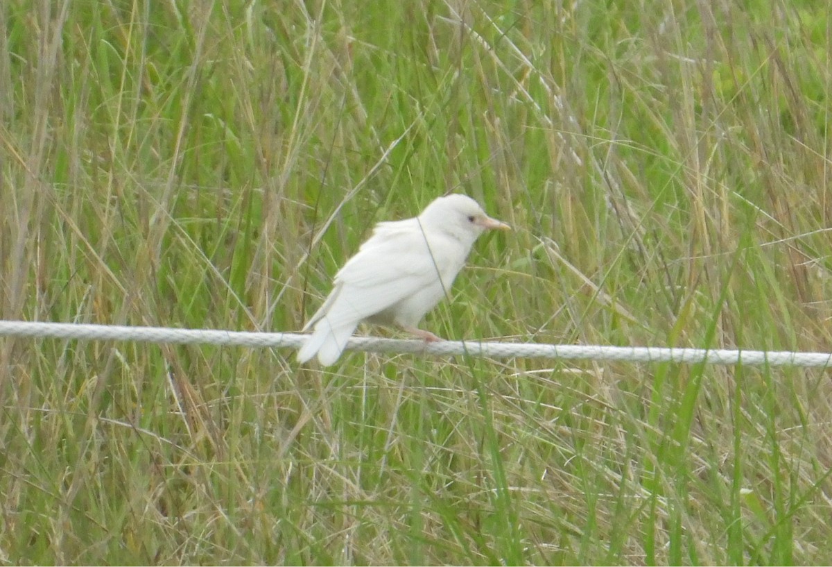 Arabazozo pikarta - ML638427823