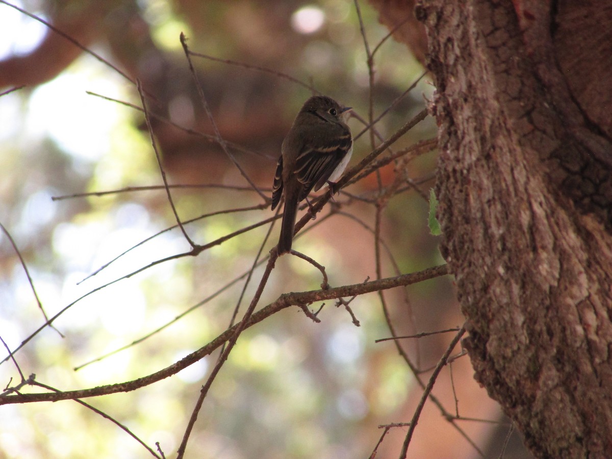 Western Flycatcher - ML638427824