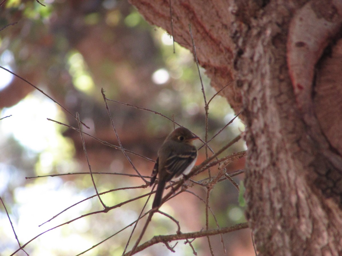 Western Flycatcher - ML638427825