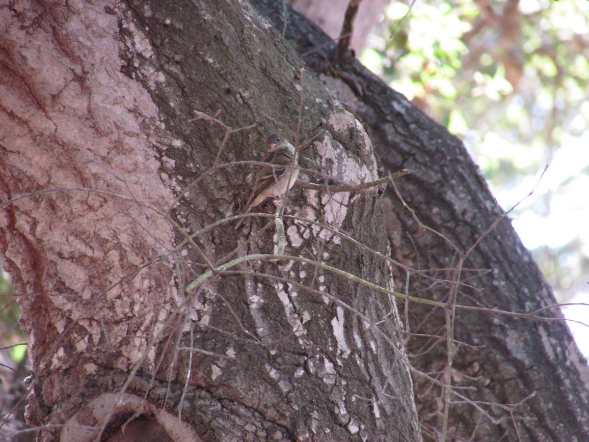 Western Flycatcher - ML638427826