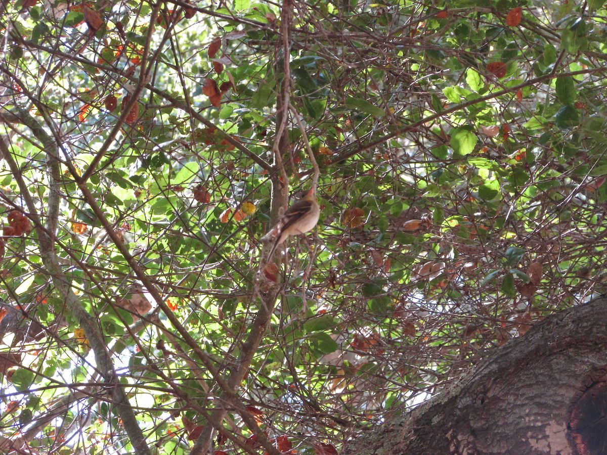 Western Flycatcher - ML638427827