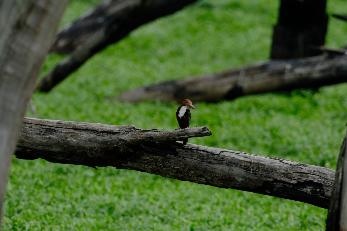 White-throated Kingfisher - ML638427829