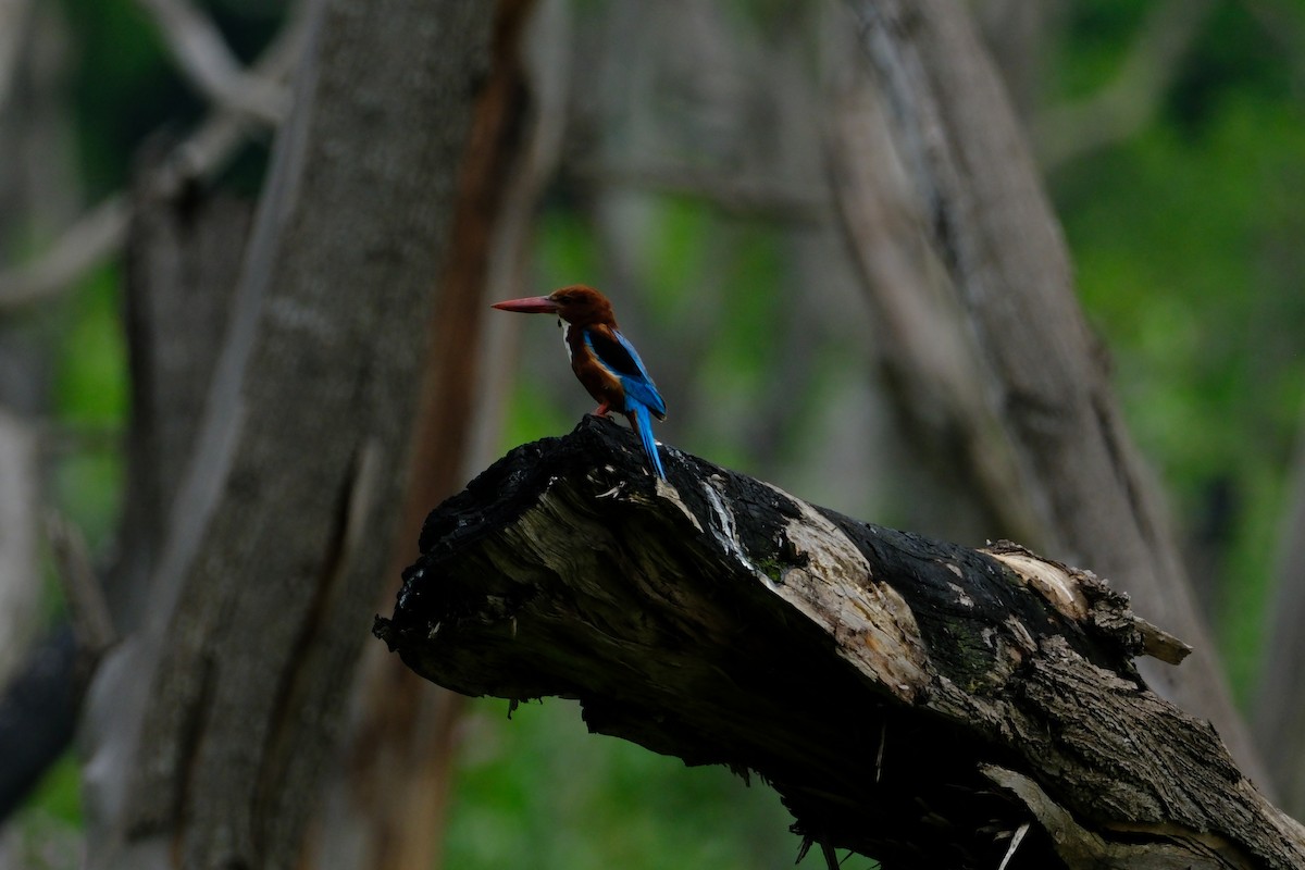 White-throated Kingfisher - ML638427831