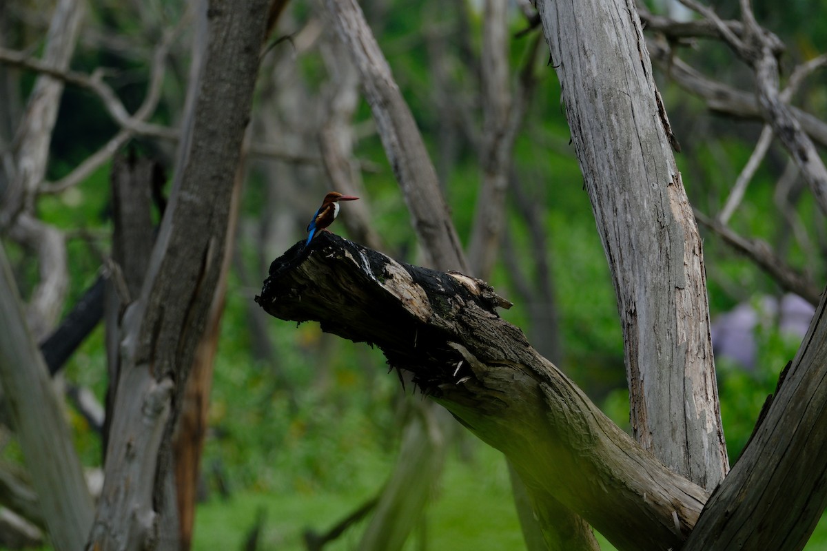 White-throated Kingfisher - ML638427832