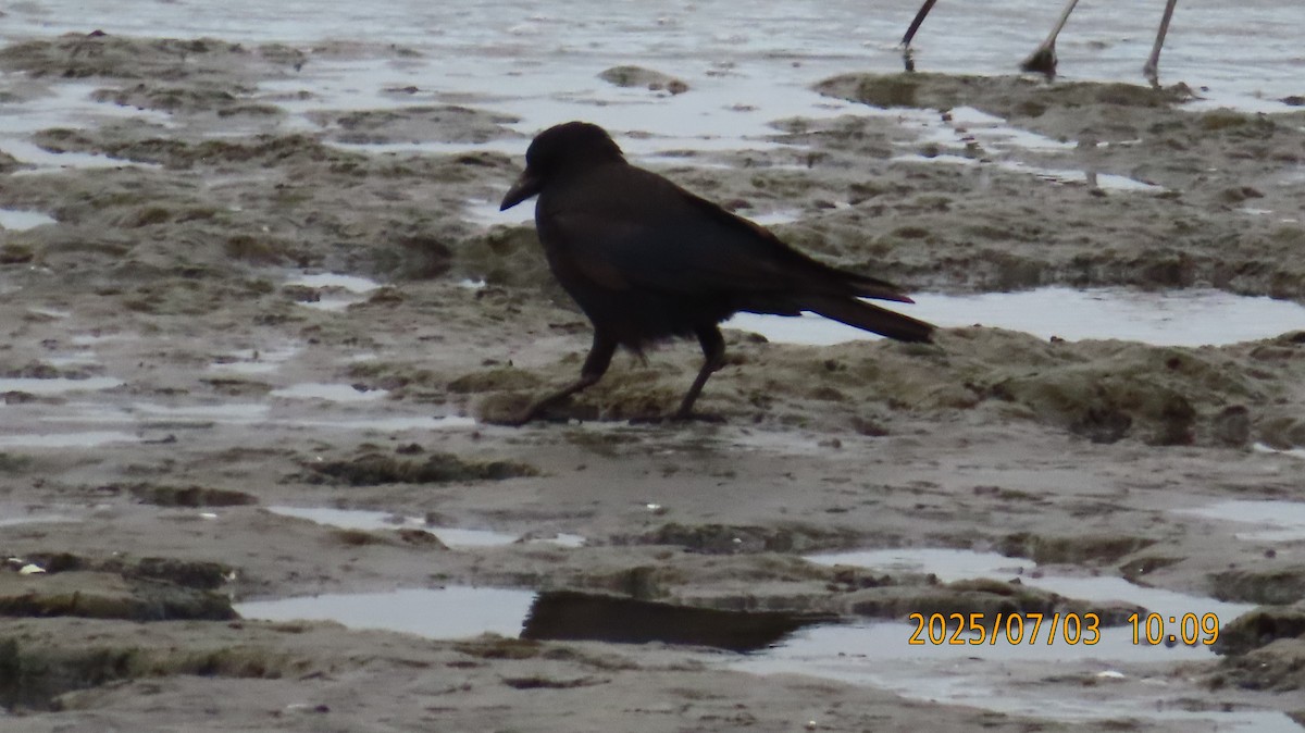 American Crow - ML638427837