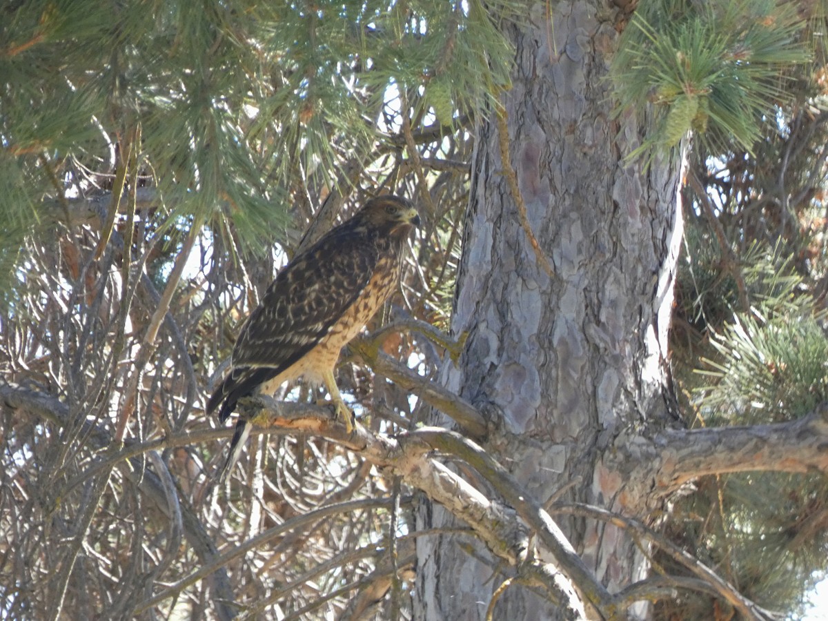 Red-shouldered Hawk (elegans) - ML638427951