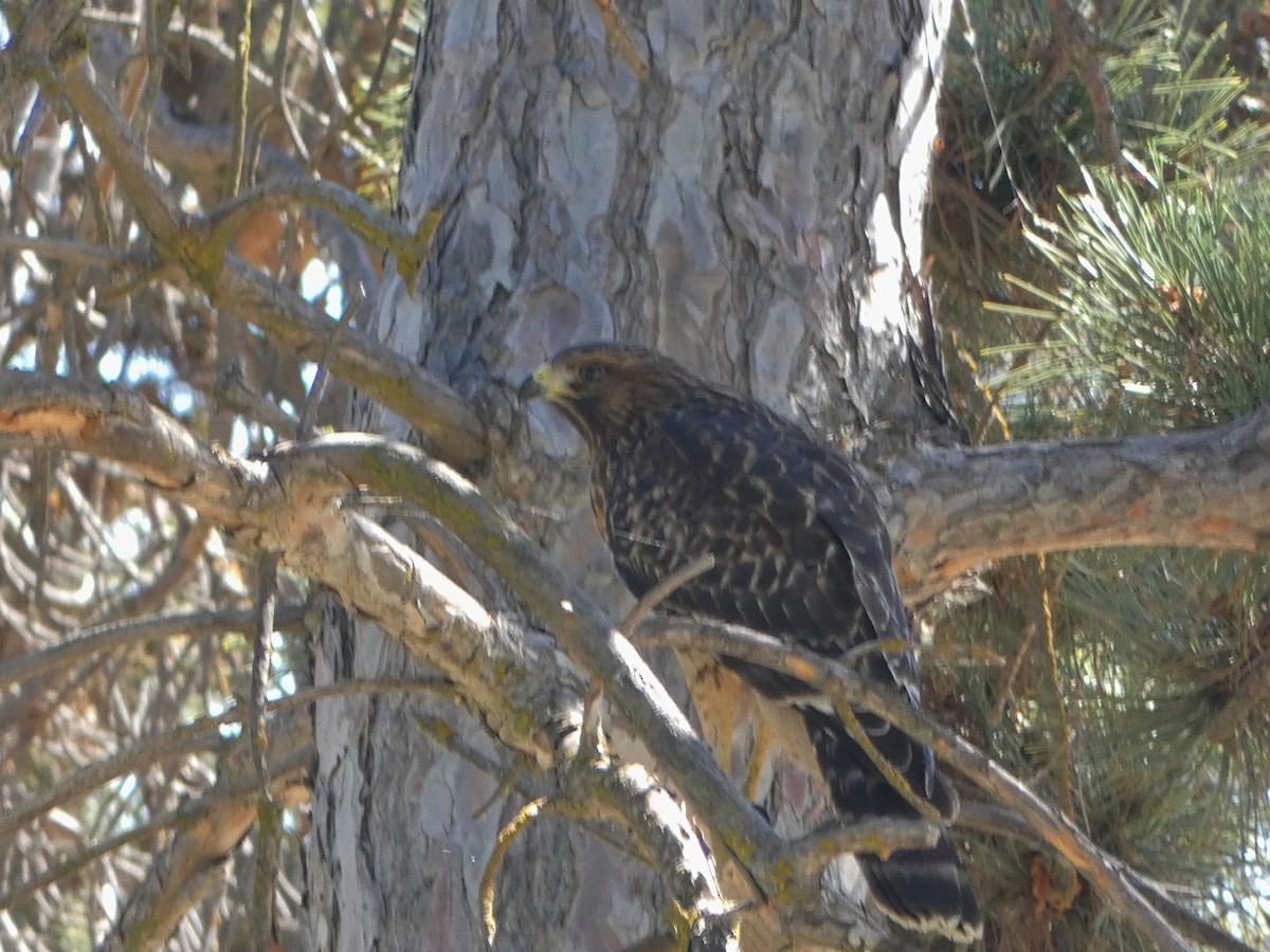 Red-shouldered Hawk (elegans) - ML638427952