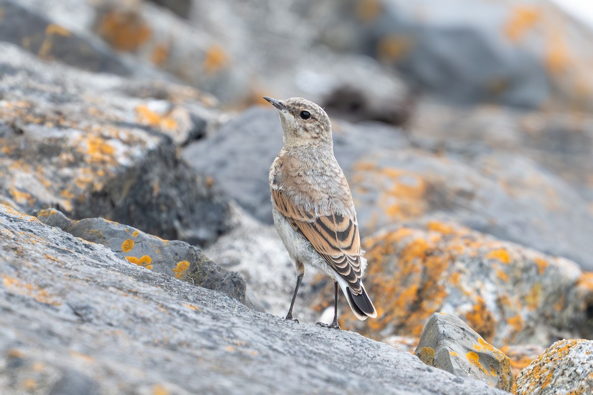 Northern Wheatear (Eurasian) - ML638427997