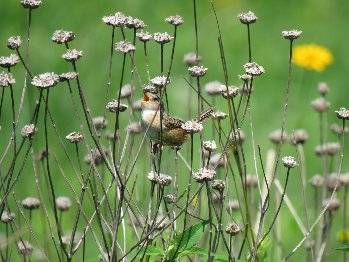 Sedge Wren - ML638428019