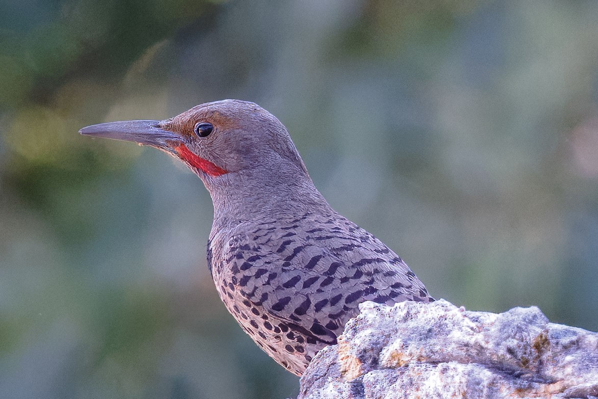 Northern Flicker - ML638428050