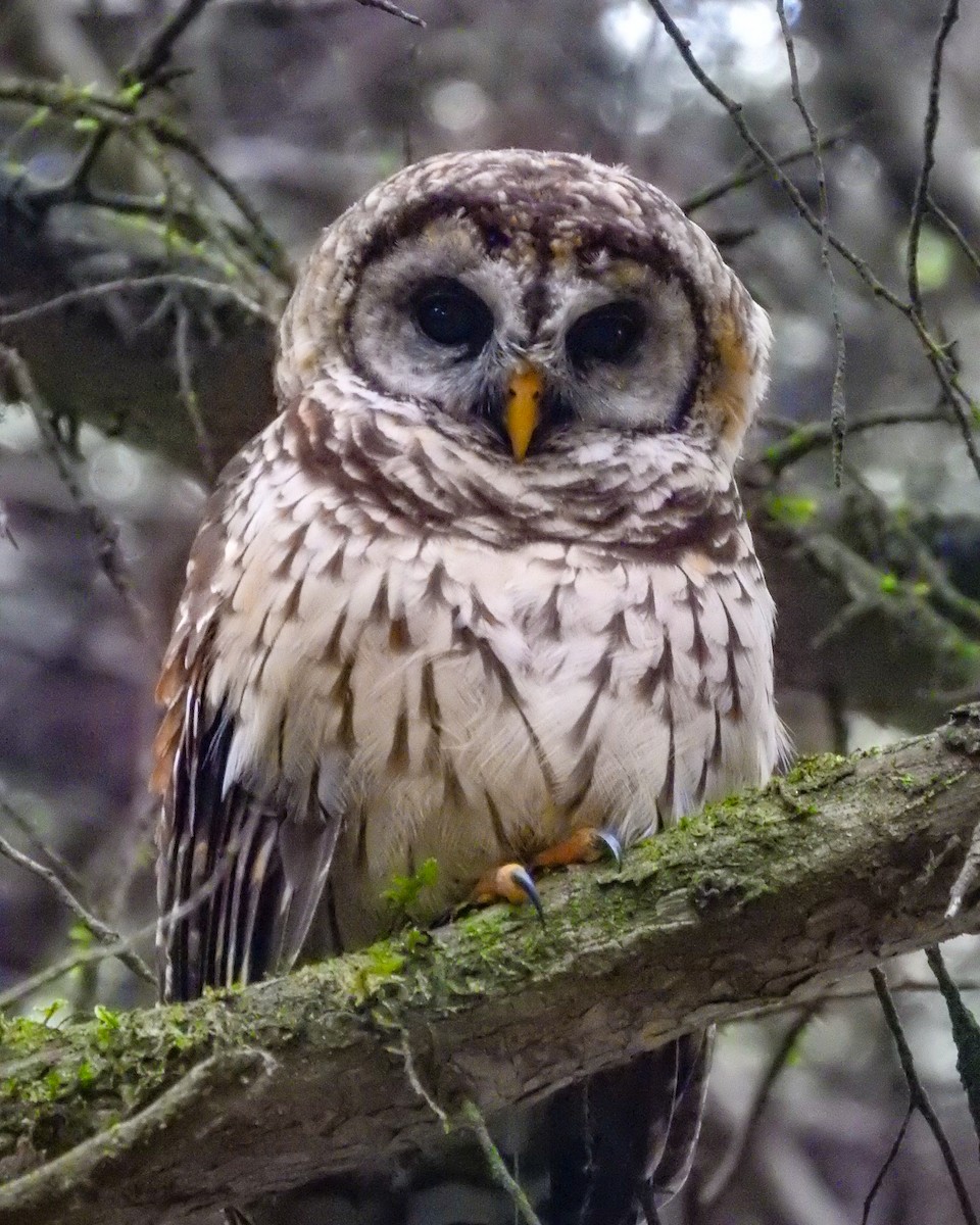 Fulvous Owl - ML638428079