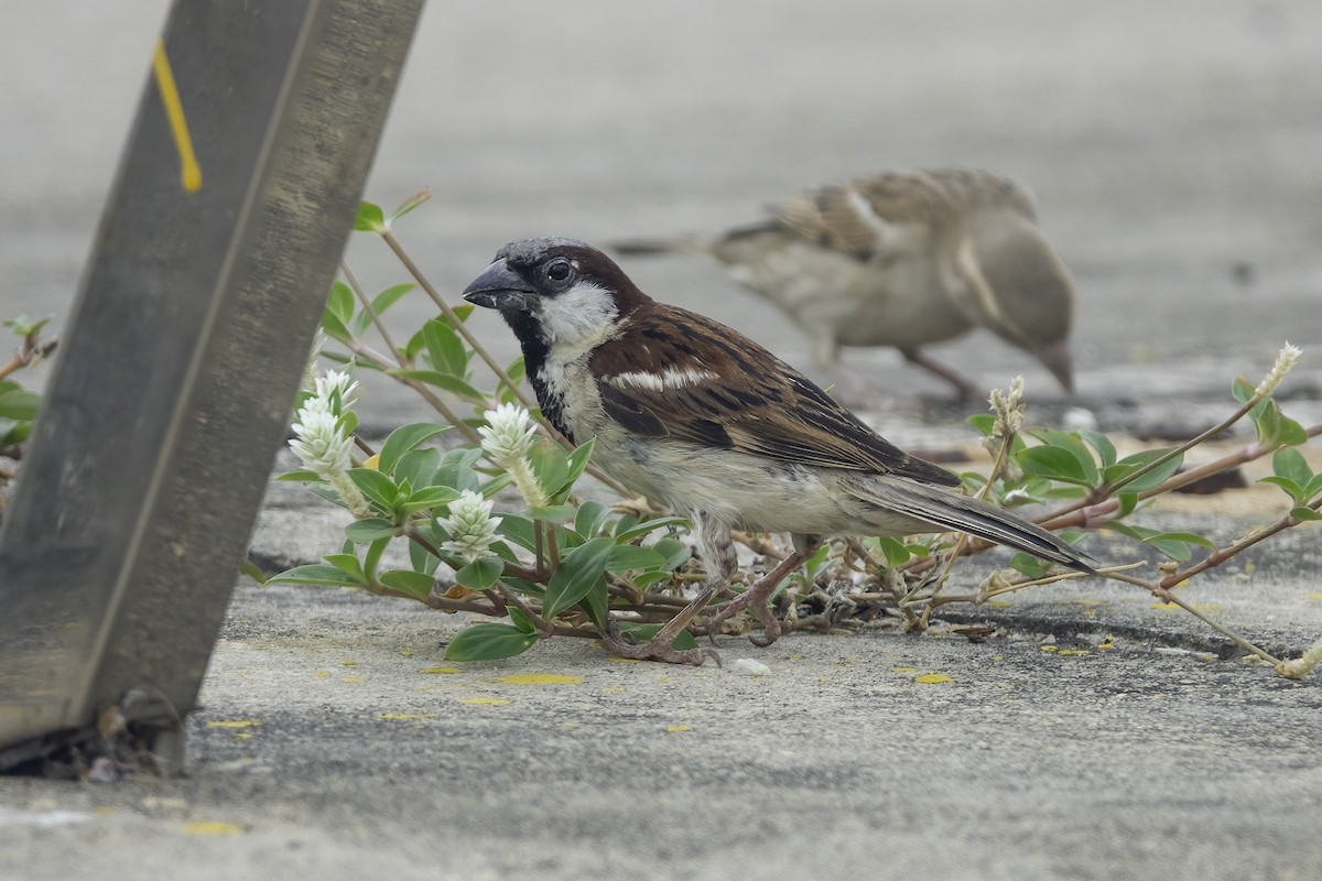House Sparrow - ML638428099