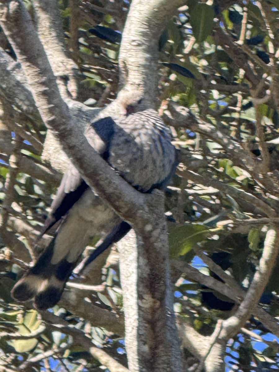 Topknot Pigeon - ML638428101