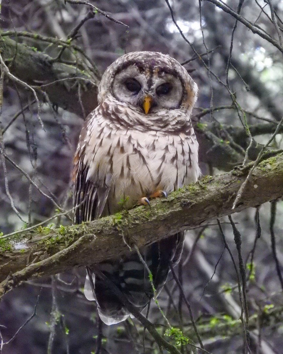 Fulvous Owl - ML638428102