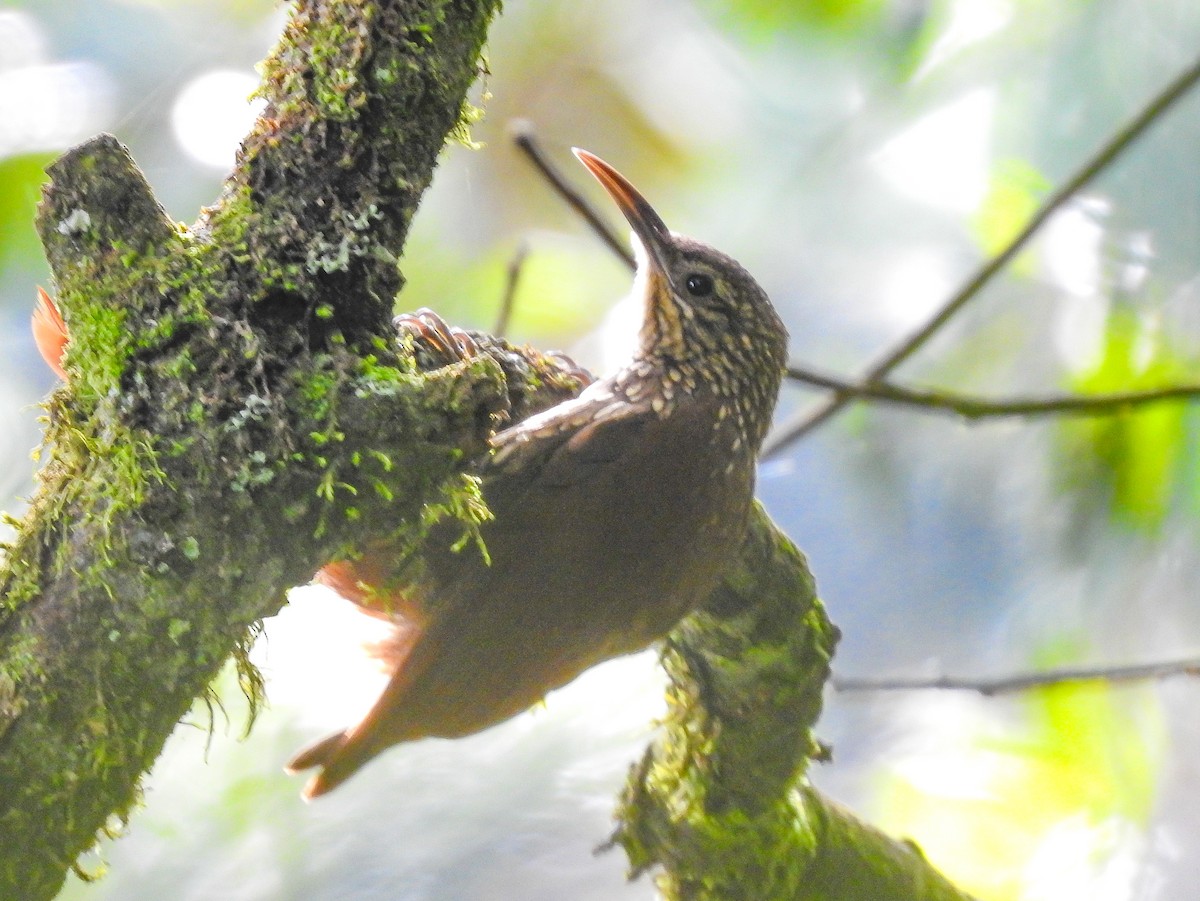 ホシガシラオニキバシリ - ML638428133