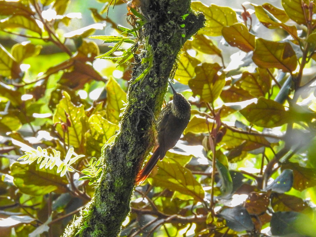 ホシガシラオニキバシリ - ML638428134