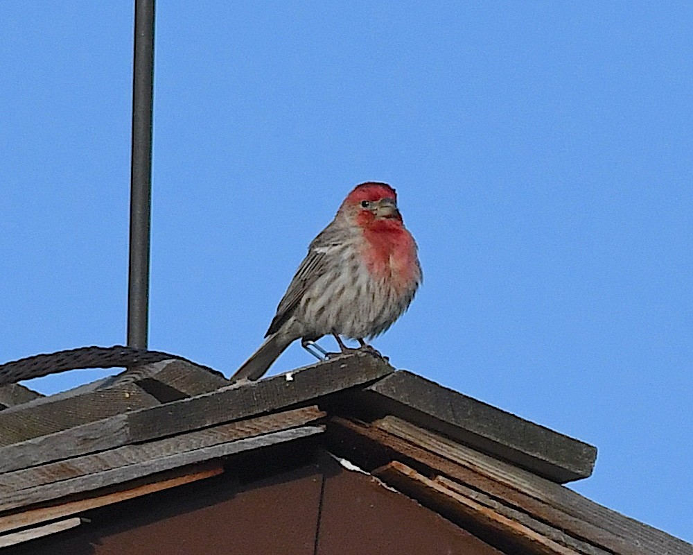 House Finch - ML638428139